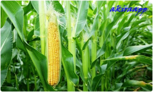 Sweet Corn Cultivation