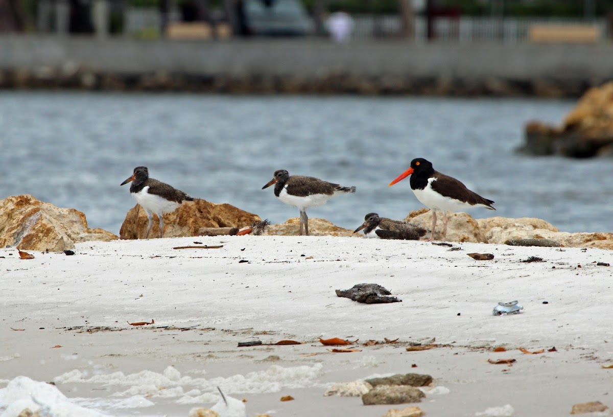 American Oyster Catcher