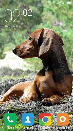 Dachshund Wallpapers