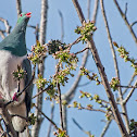 Kererū (New Zealand Pigeon)