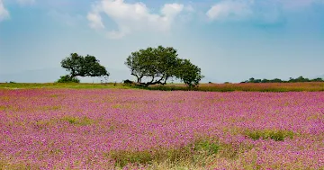 places-to-visit-near-mumbai-monsoon-Kaas_Plateau