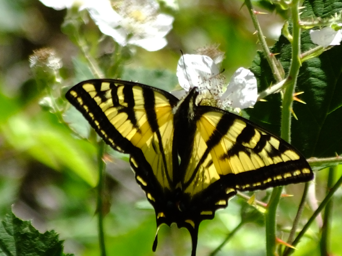 Western Tiger Swallowtail