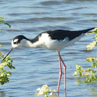 Black-necked stilt