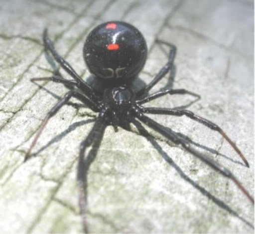 Deadly spiders Wallpapers HD