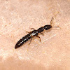 Short-Winged Beetle