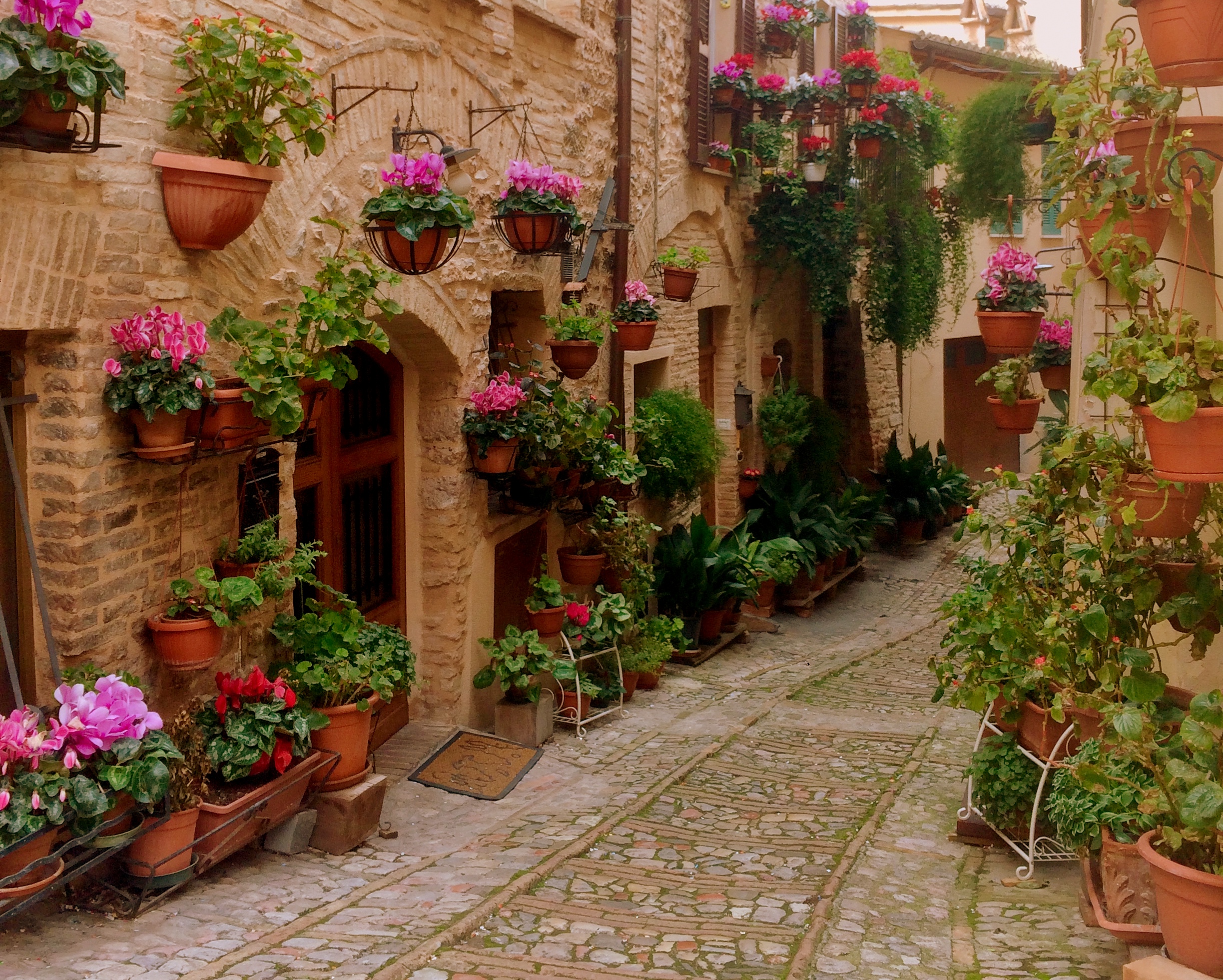 Spello e i suoi fiori di enricavecchi