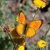 Scarce Copper; Manto de Oro