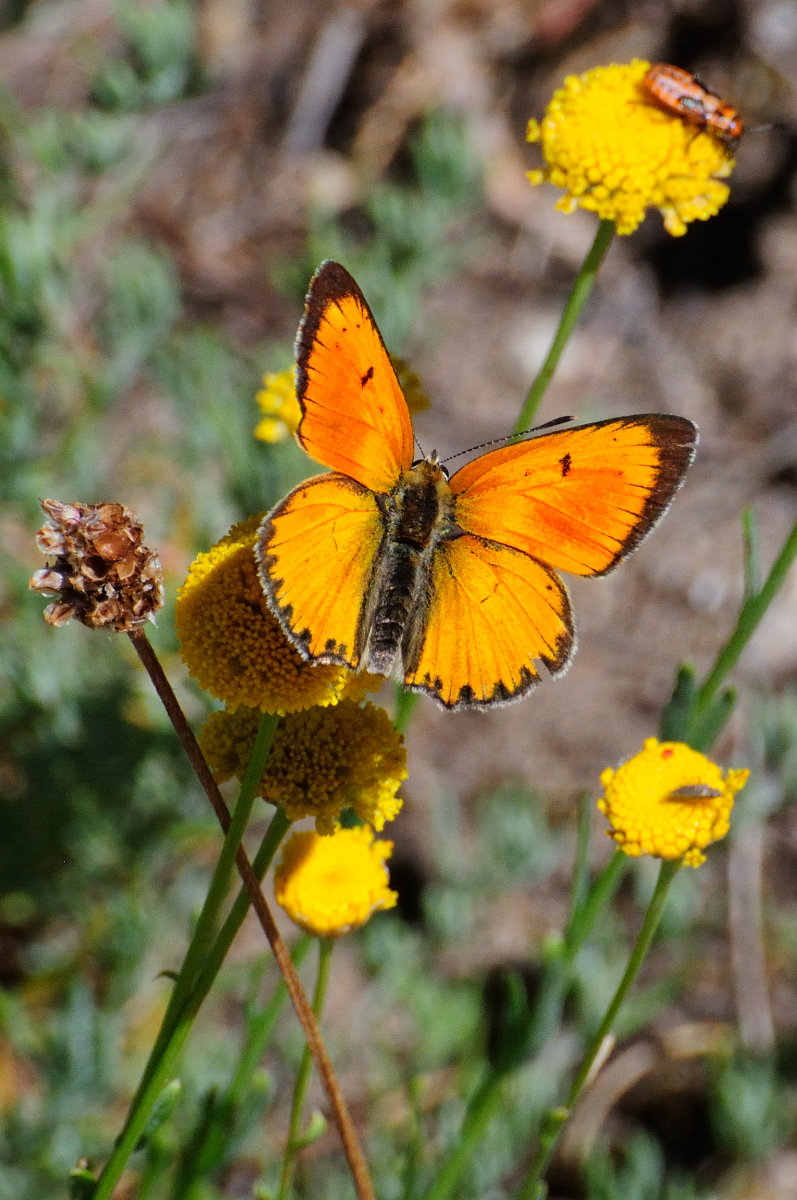 Scarce Copper; Manto de Oro