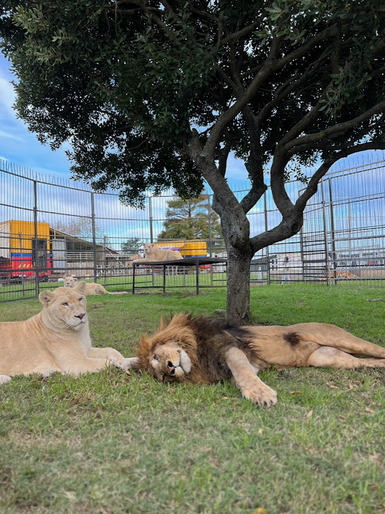 Lions in their enclosure outside the Maclaren Circus which is currently in Durban