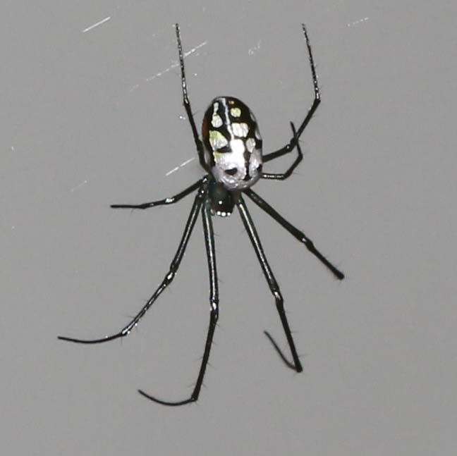 Orchard Spider