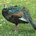 Ocellated Turkey