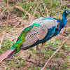 Indian peafowl, common peafowl, blue peafowl (m/ Peacock)