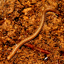 Millipede