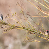 Goldfinch