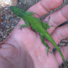 Green anole