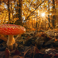 Incontri nel bosco di 