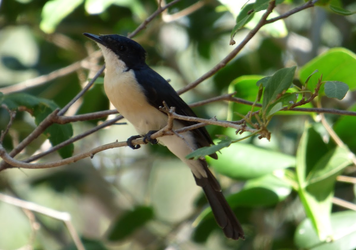 Paperbark Flycatcher