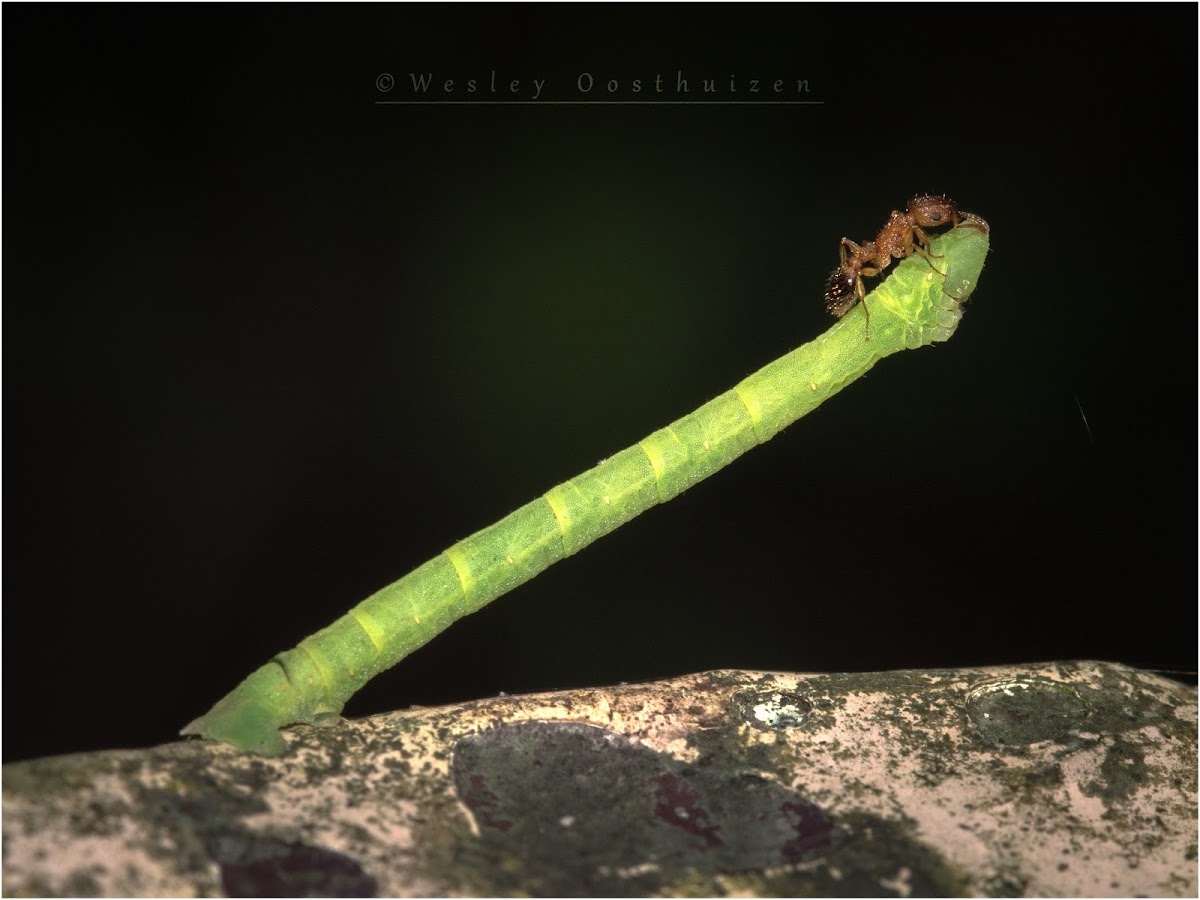 Geometer Caterpillar