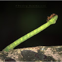 Geometer Caterpillar