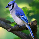 Blue jay