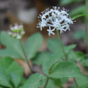 Dwarf Ginseng