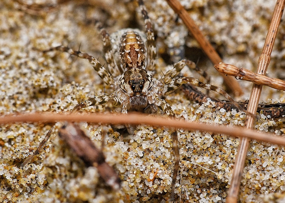 Burmese Sandy Wolf Spider ?