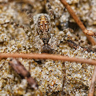 Burmese Sandy Wolf Spider ?