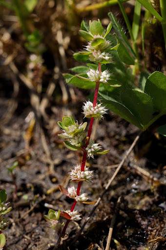 Illecebrum verticillatum