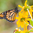 Monarch butterfly