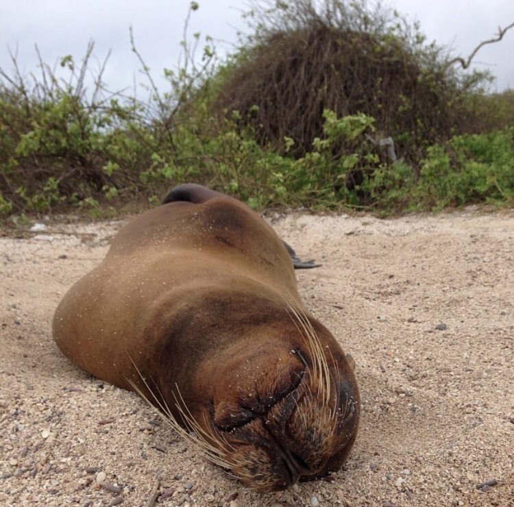 Sea lion