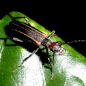 Blister beetle