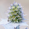 Sea Holly; Cardo Marítimo