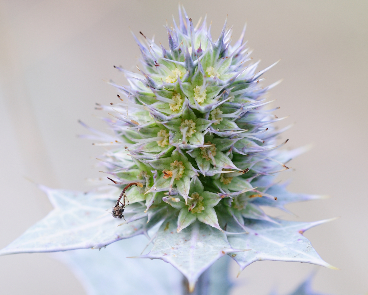 Sea Holly; Cardo Marítimo