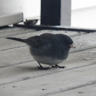 Dark-eyed Junco