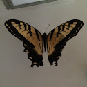 Eastern Tiger Swallowtail