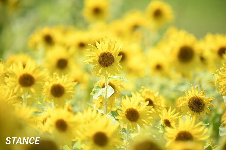 フィットのNikon D850・NIKKOR 70-200mm f/2.8・ひまわり畑・なんちゃってマクロ・夏だねぇに関するカスタム事例の投稿画像13枚目