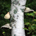 Birch Polypore (Birch Bracket)