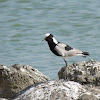 Blacksmith Lapwing