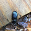 Bess Beetle