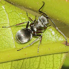 Silver Spiny Ant