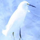 Snowy Egret