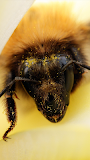 Building A Beehive