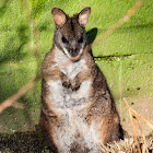 Parma Wallaby