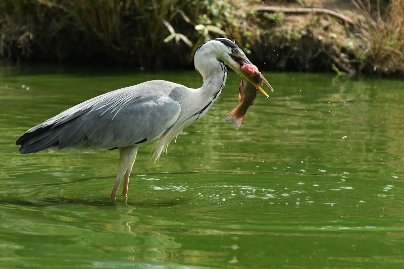 Caccia grossa di acquario