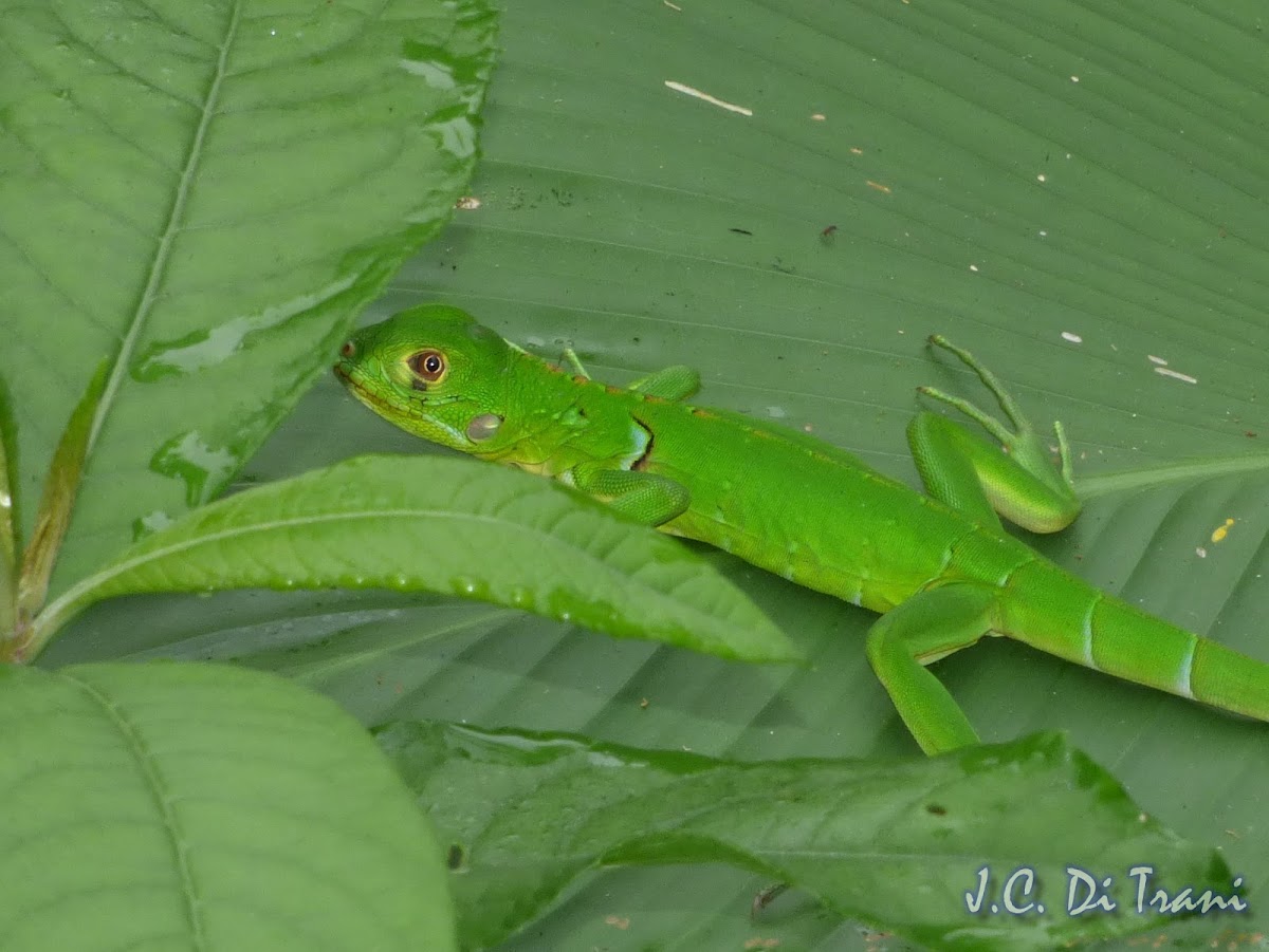 Young Iguana