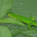 Young Iguana