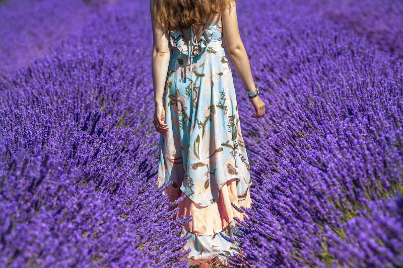 Lavander di fedevphoto