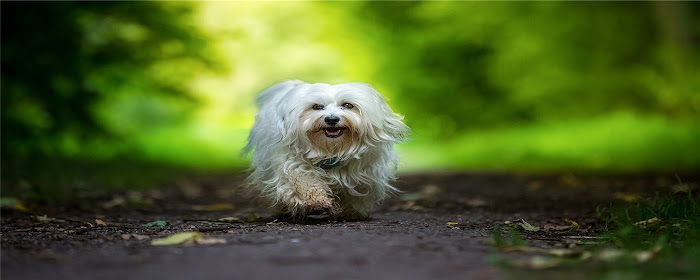 Havanese Themes & New Tab marquee promo image