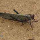 Giant Red-winged Grasshopper