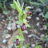 Carmel Bee-Orchid